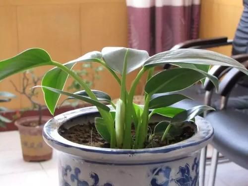  『绿萝』养花浇水有讲究，切忌“3种水”浇花，不然绿萝、吊兰也烂根！