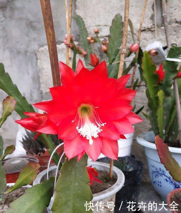 令箭荷花:阳台养这3种花,不浇水也能开,不怕晒不怕旱,开花惹人爱