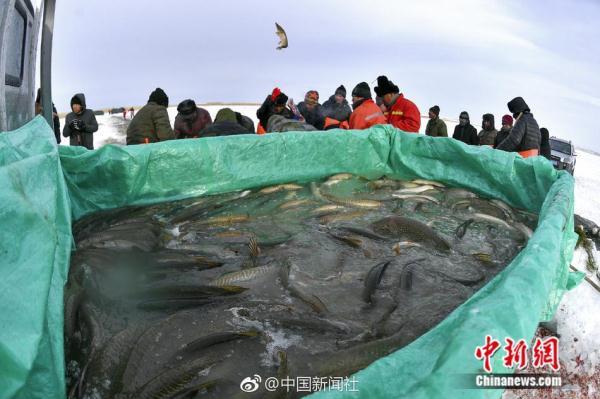 凿冰开眼踏雪寻鱼！新疆乌伦古湖冬季大拉网捕鱼场面壮观