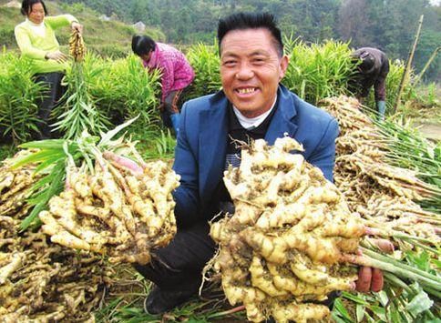 牙膏能祛斑?白醋+地里的金疙瘩,睡前抹脸上,斑点如雪花般飘落