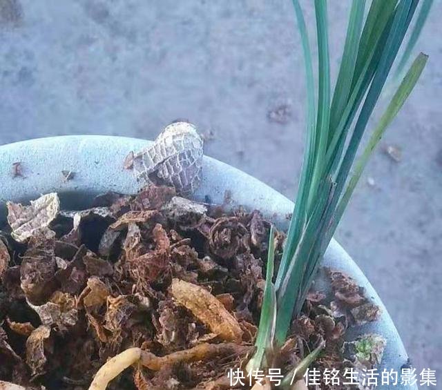  #芦头#怎样使用花生壳养兰花