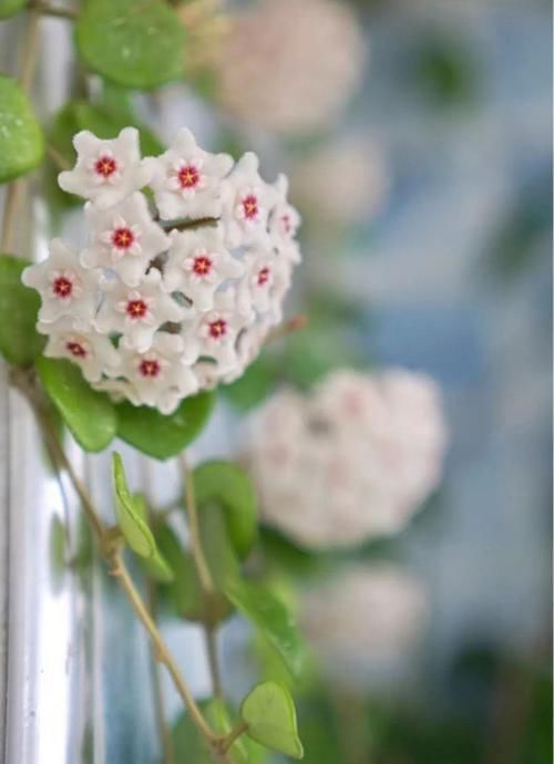  『长春花』7种转运花，年底在家养一盆，开花就是好兆头！