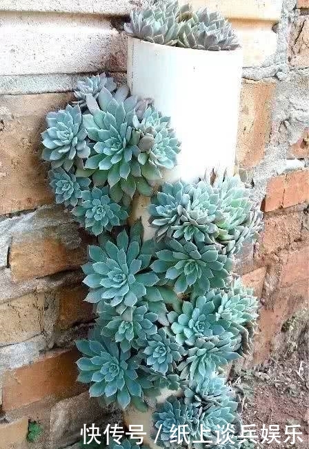 「花园」庭院·多肉·花园,美不胜收!