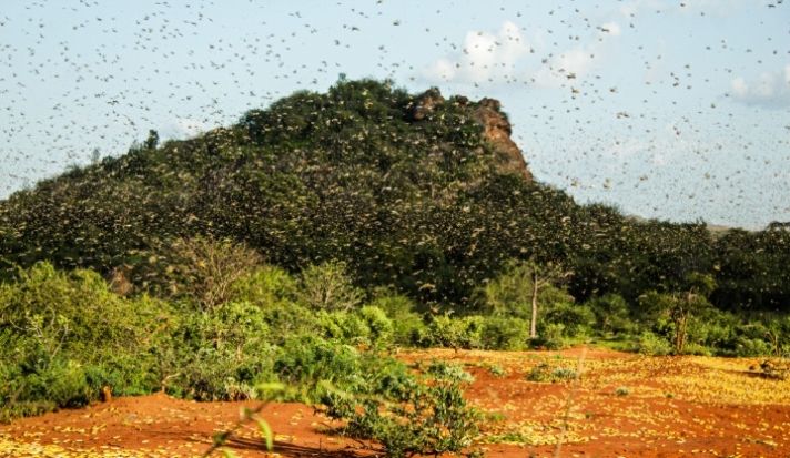  「东非」东非蝗灾到底啥情况? 记者去了趟现场……(附vlog)