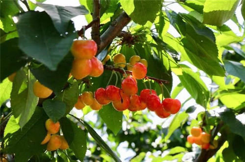  『精读』精读蒋捷的名词《一剪梅》：红了樱桃，绿了芭蕉