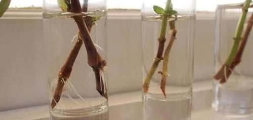  『早日』如何扦插花草能早日生根发芽？自制2种生根水，经济实用效果