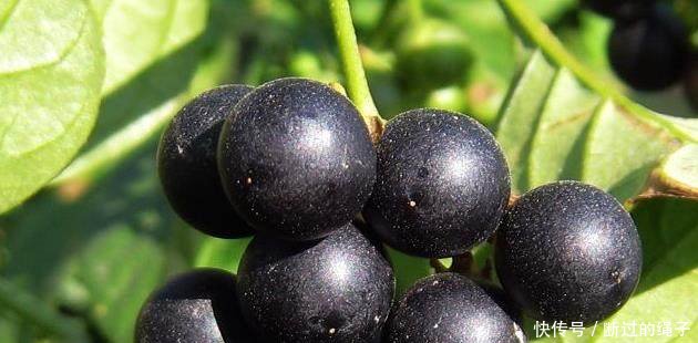 它的果实似蓝莓，农民当杂草除掉，却不知是珍贵的“金吊柳”