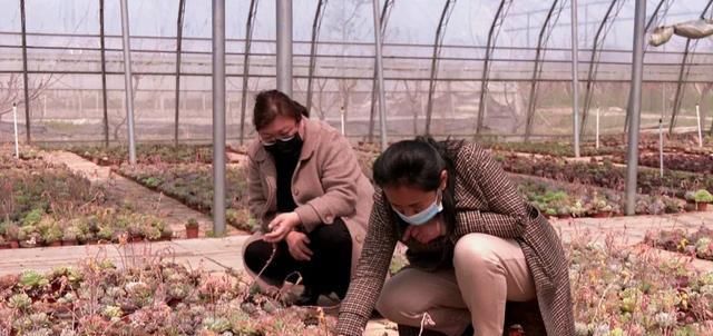 「年收入」丰县一小伙种植多浆植物，年收入达三十万！