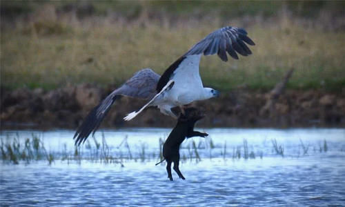 『摄影师』野生动物摄影师捕捉到,一头野猪被一只巨大鹰爪带走的瞬间