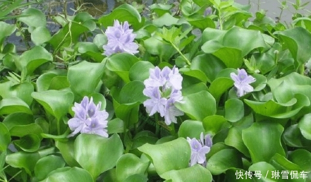  入侵@入侵中国的水葫芦，现在都消失去哪了？老外：中国人太聪明