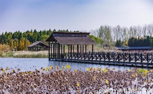 江苏有种名蟹全是“运动员”,用特殊工具捕捞,生长环境优质