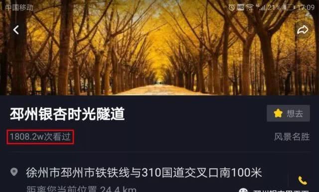 1808万次打卡！邳州的这棵树不仅是“网红树”，更是“摇钱树”