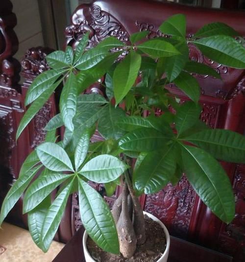  『盆栽』家庭盆栽发财树，小花匠教你小诀窍，枝叶繁茂，养十年都没问题