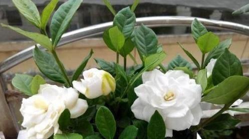 花苞的栀子@新买回来的栀子花带很多花苞,应如何养护?