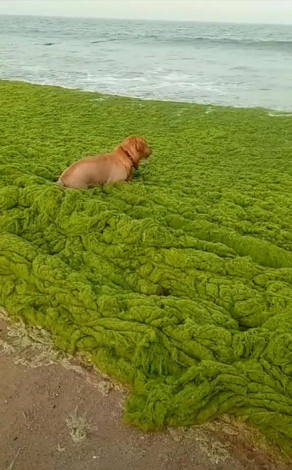 青岛海边浒苔泛滥成灾,游客游泳寸步难行