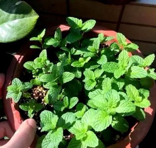  「家里」好养又好繁殖的3种花，给你一片叶子，就能把家里爆成花海