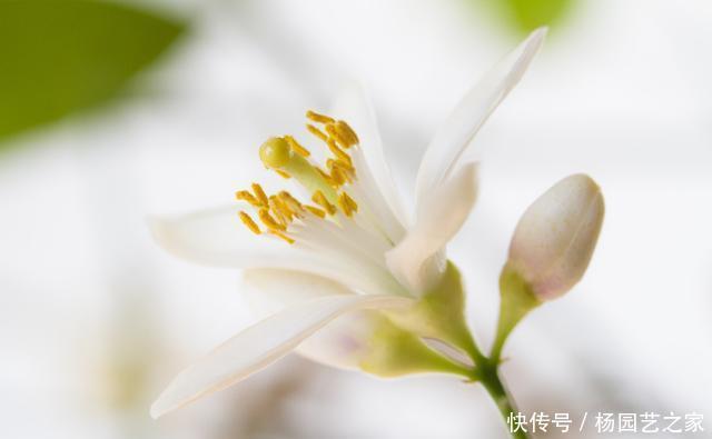  果子@盆栽柠檬只开花不结果？可能是2点没做好，果子满枝头