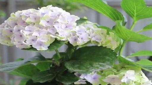  度夏|夏天不要让绣球花晒成“小黑炭”，切记这三点，安然度夏轻松爆盆