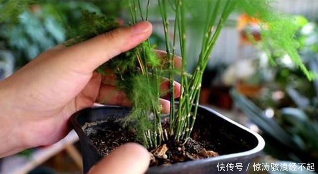 #不停#文竹春天这样翻新,就像打了鸡血,小笋芽冒不停,长势拦都拦不住