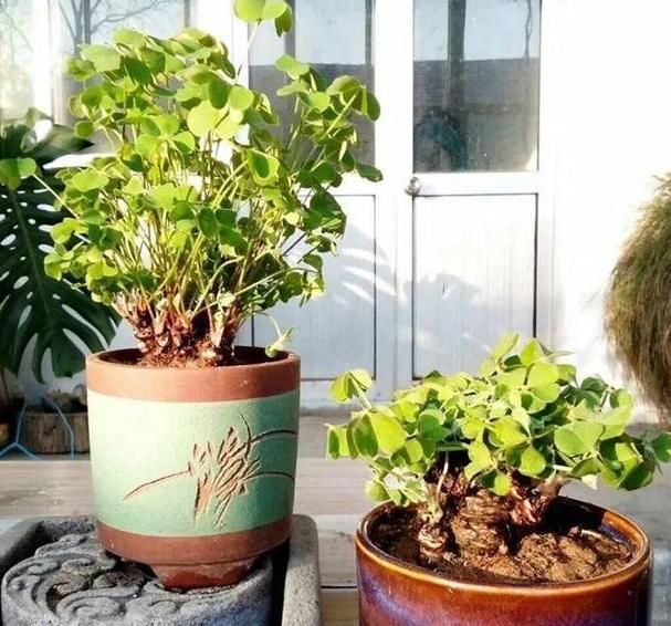  「只管」养这四种花，只管浇水“嗖嗖”长爆盆，蹭蹭冒绿叶，很好养