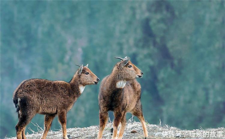 雅鲁藏布江现一精灵,远看像赤狐,戴白色围脖,借助峭壁逃避天敌