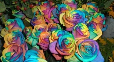  「彩虹玫瑰」此花颜色丰富多样，高端大气，是室内必不可少的花卉