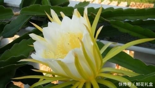 『植物』常被用于观赏,殊不知,花朵86元一斤,你们认识吗?