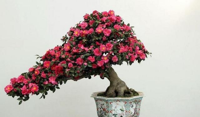 品种■嫁接茶花和自然生长茶花有什么区别?嫁接的好不好养?