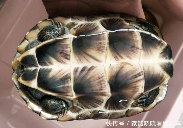  「去钓」我说怎么钓不到鱼呢，全被这些家伙吃完了，钓了三只不认识的乌龟