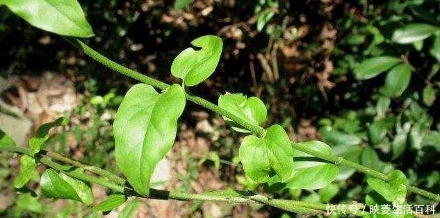  扭肚藤|花瓣长得很漂亮，可以养护成盆景，在农村经常见到