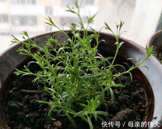  『植物』“满天星”按此方法养，1年开花300天，开出一条“巨型银河”