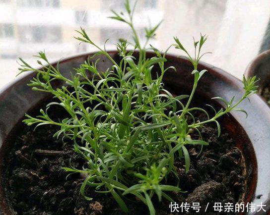 『植物』“满天星”按此方法养,1年开花300天,开出一条“巨型银河”