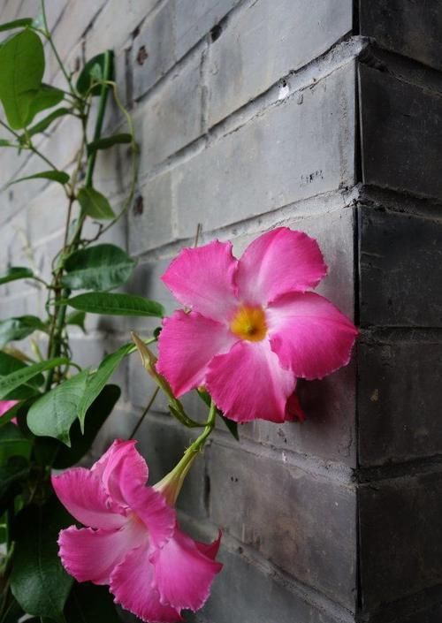  【烂漫】家里养此款花卉，叶片色彩斑斓，花朵似绣球，小巧烂漫又惹人爱