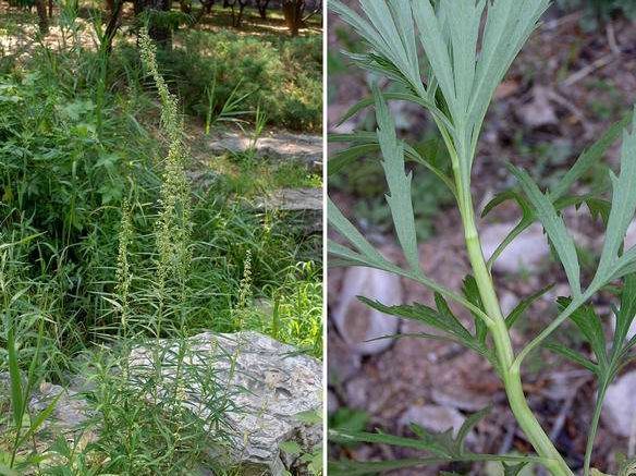  【药草】荒地里一“野草”，农村泛滥成灾，竟是珍贵药草，价值