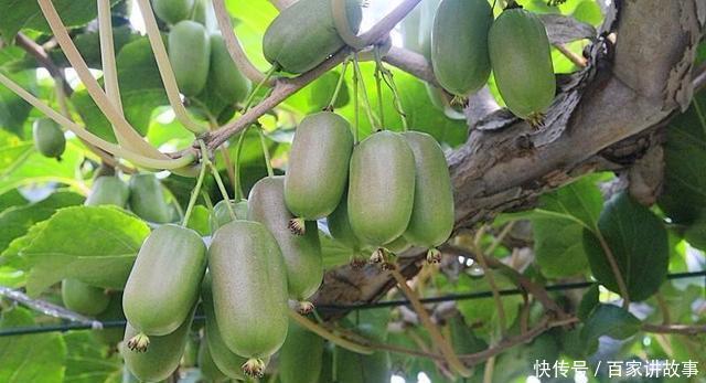  【明年】院子里不要再种绿萝了! 比蜂蜜还甜, 沾土就活, 明年收