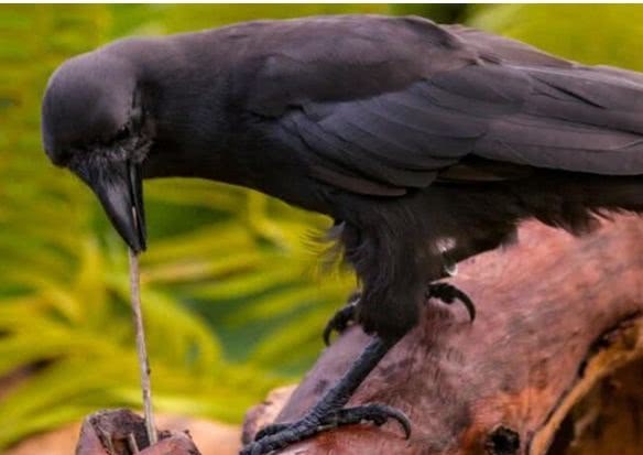 #虫子#乌鸦想吃树洞里的虫子,却苦于嘴短够不着,让人笑喷