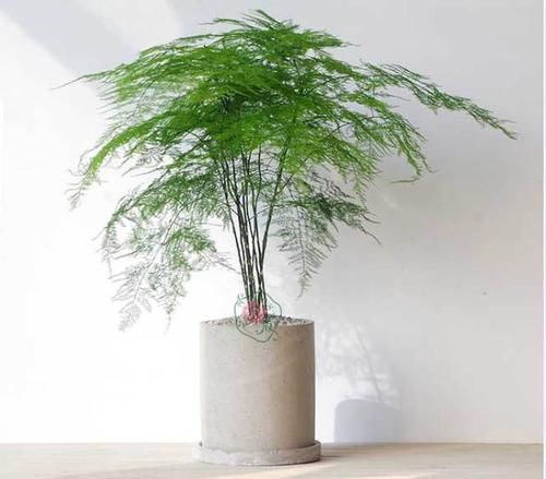  [摆放文竹]花卉租赁用文竹好处多多