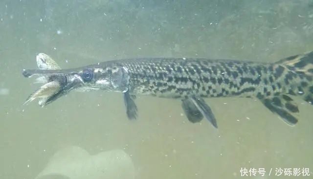  『水中』谁才是钓友心中的水中霸主？鳡鱼和鳄雀鳝，到底孰强孰弱？