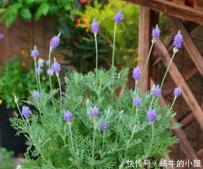  适合|夏天最适合养3种花，除烦解燥，关键蚊虫最怕它，安心睡觉不担心