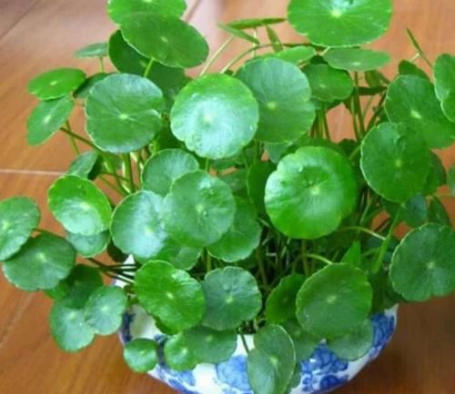  「家里」除甲醛、防雾霾的4种花，家里养2盆，空气清新，比啥都强！