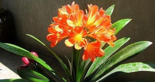  『植物』这“3种”植物，能除甲醛、能旺财，富人都爱养，难怪健康又富贵