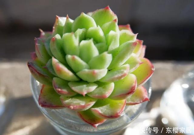 #试试#养不好的花,试试无土水培,几天长出大白根,还能开花呢!