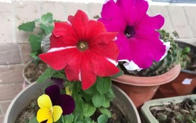 牡丹:春天养殖开花植物,开花堪比牡丹的重瓣矮牵牛,五颜六色开成花园