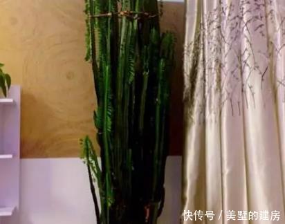  有钱人|有钱人最喜欢这三种绿植，放在家里既美观又上档次，招财又纳福