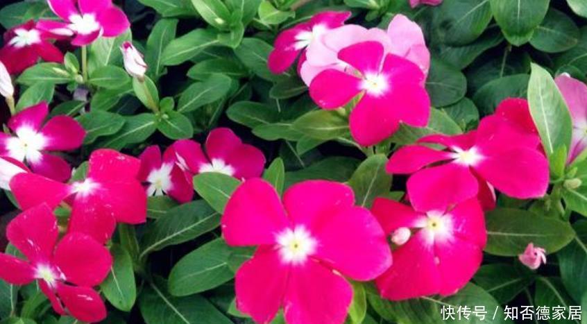 『家里』4种花,堪称“开花机器”,花期长、花量大,家里变花园!