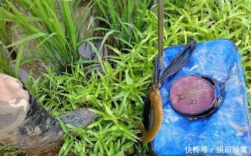 「老家」老家钓黄鳝的人很多,关键要知道怎么找洞