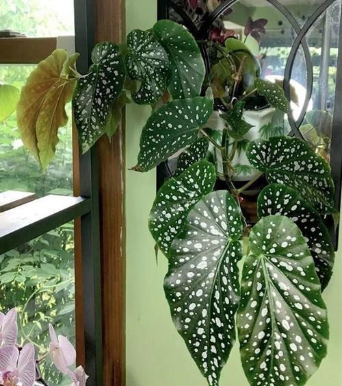  【家里】别养绿萝了，这20种耐阴花，养家里才气派！