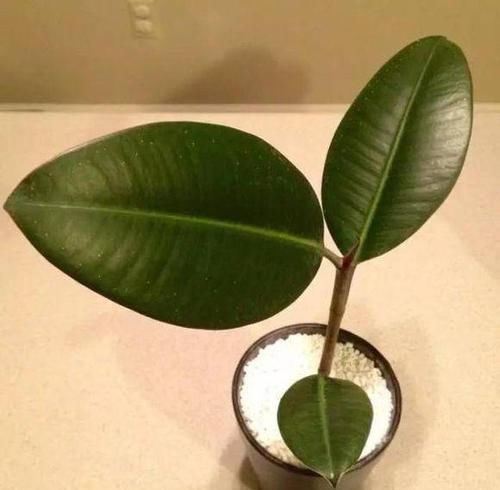  「休息」植物盆栽有讲究，养花都需要注意什么？应该摆放在哪里呢？