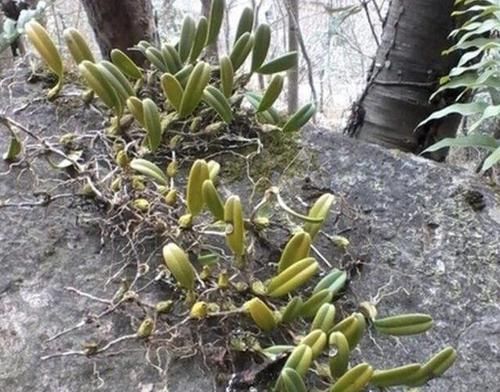  杂草：石缝里的“杂草”，能结翠绿的“果子”，甚是少见，拔走1棵少1棵