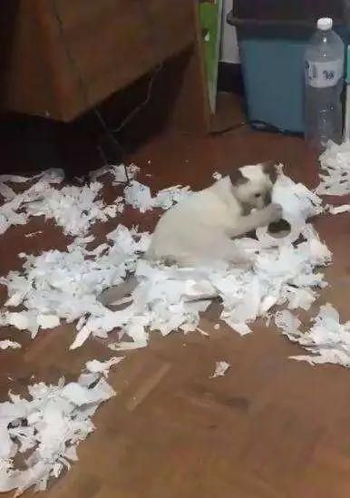  「拆家」这只猫拆家简直六亲不认，这么可爱的猫咪你要带走吗